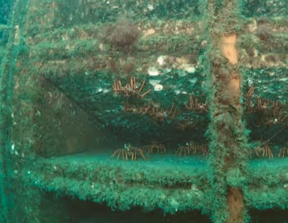 Southern Blue Reef