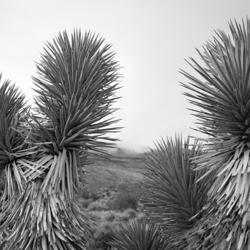 Southwest 2018