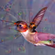 Space Birds