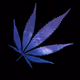 Space-Weed