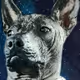 Space-Xolo