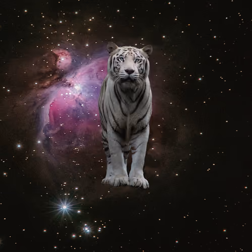 SPACE ANIMALS NFTZ - old