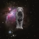 SPACE ANIMALS NFTZ - old