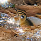 Sparky Chipmunk