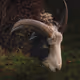 Special Wildlife
