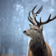 Spectacled deer