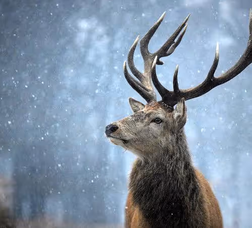 Spectacled deer