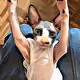 Sphynx (Coffe)