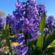 spring flowerbulbs