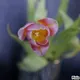 Spring is a time of new beginnings and hopes... V2