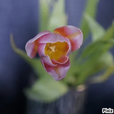 Spring is a time of new beginnings and hopes... V2