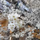 Spring V11