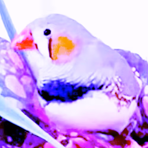 SQuESH