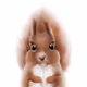Squirell collection