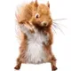 Squirrel Buddies - old