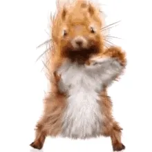 Squirrel Buddies - old