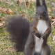 Squirrel7