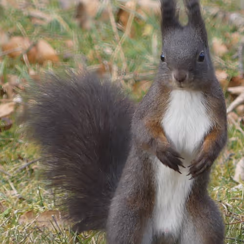 Squirrel7