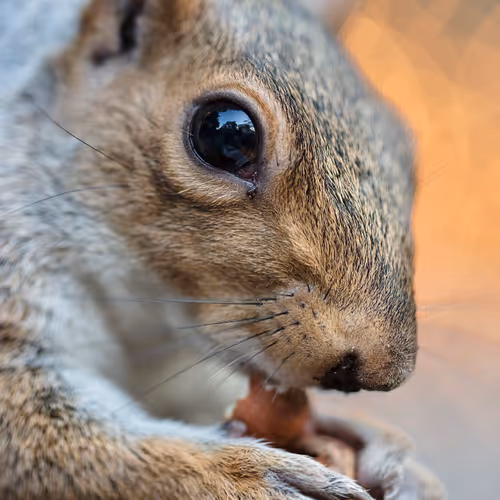 Squirrels of New York