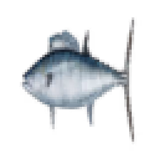 Squish Fish