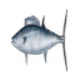 Squish Fish
