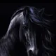 Stallion World