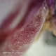 Stamen photos - old
