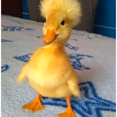 Standing alone - old