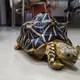 STAR & ETH PATTERN Turtle SHIELD
