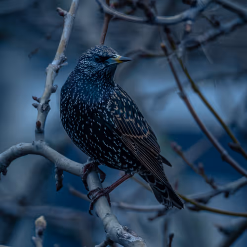 Starlings of The Night - old