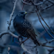 Starlings of The Night - old