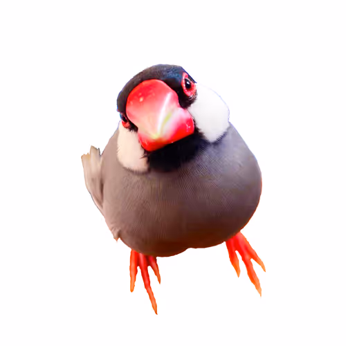 Little Bird Collection