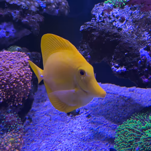 SteRi's Tank Mates