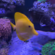 SteRi's Tank Mates