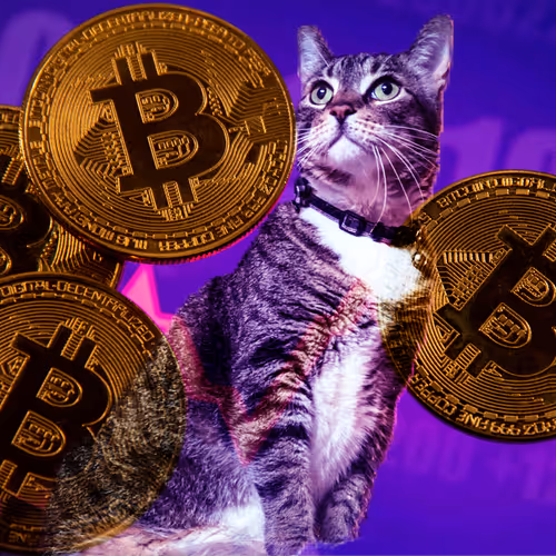 TheStevoCat Collection