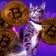 TheStevoCat Collection