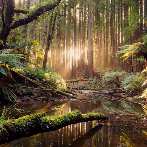 Stories from the Forest