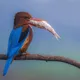 Stories from the Wetlands