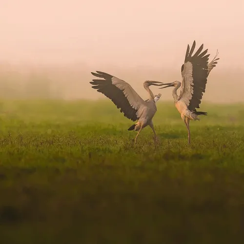 Stories from the Wetlands
