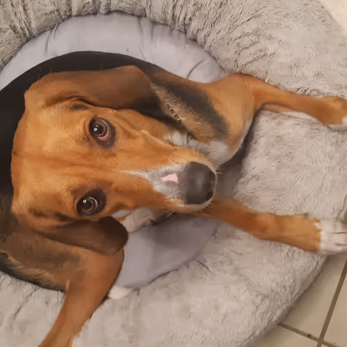 Stormy the Treeing Walker Coonhound