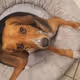 Stormy the Treeing Walker Coonhound