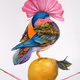 Story of bird.