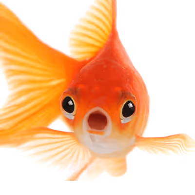 Stream Doodles - old