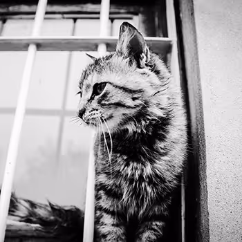 Street animals of Istanbul
