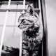 Street animals of Istanbul