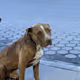 Street Dogs Need Love Too - old