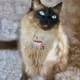 catislife