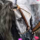 Stylish Horses NFT Collection