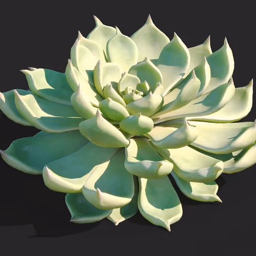 succulent plant - old