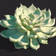 succulent plant - old